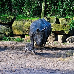Indian Rhino & Visayan warty pig