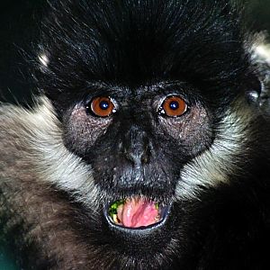 Francois? langur