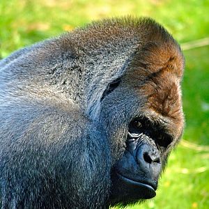Western lowland gorilla Bokito