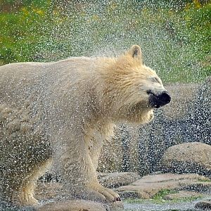 Polar bear