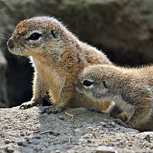 Cape ground squirrels