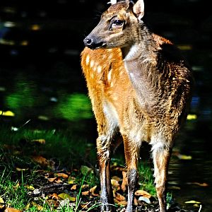 Visayan spotted deer