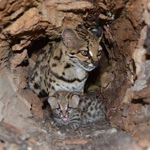 New Margay born