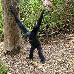 Siamang