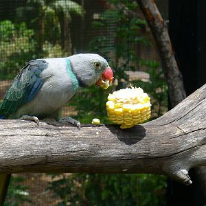 Malabar Parrot