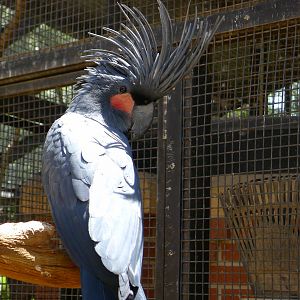 Palm Cockatoo