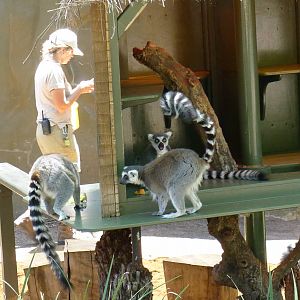 Ring Tailed Lemurs