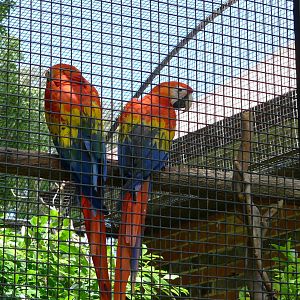 Scarlet Macaws