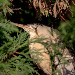 Little bittern : Hamerton : 01 Nov 2015