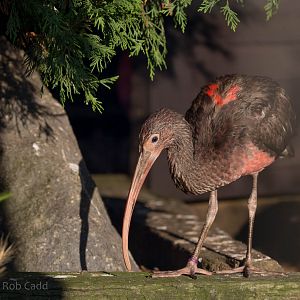 Scarlet ibis : Hamerton : 01 Nov 2015