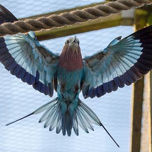 Lilac-breasted roller : Hamerton : 01 Nov 2015