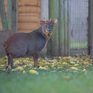 Southern pudu : Hamerton : 01 Nov 2015