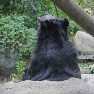 Asiatic Black Bear