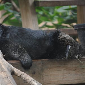 Malayan Binturong