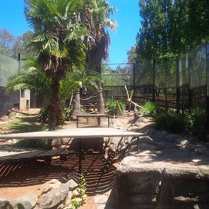 Chapuchin monkey enclosure