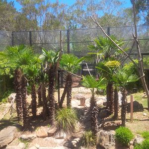 De Brazza monkey enclosure