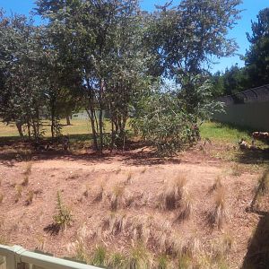 African Hunting dog enclosure