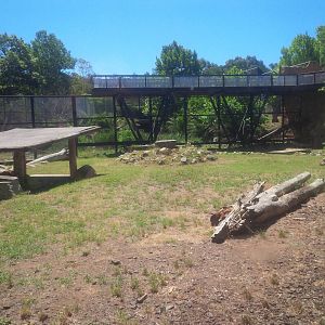 Tiger Viewing platform