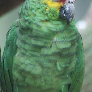 Red-lored amazon