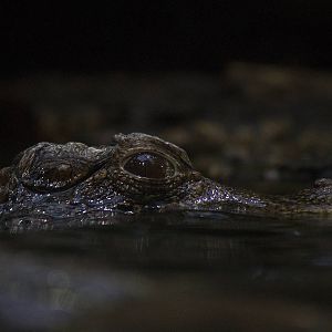 Cuvier's dwarf caiman