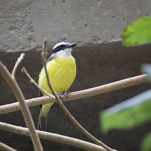 Great kiskadee flycatcher