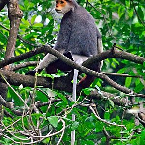 Red-shanked douc langur