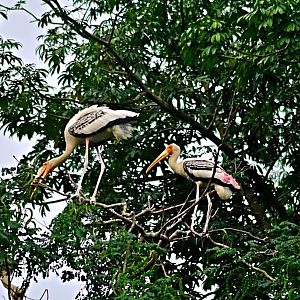 Milky storks
