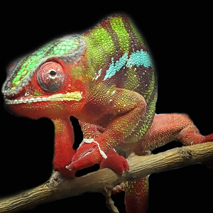 Jan. 2016 - Canyon Falls - Panther Chameleon