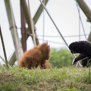 White-handed gibbon and Sumatran orangutan