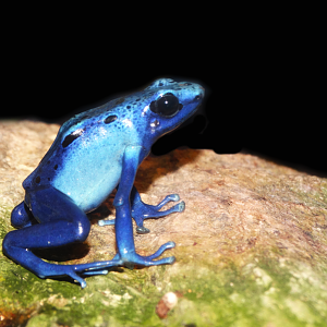 Jan. 2016 - Frog Bog - Blue Poison Dart Frog