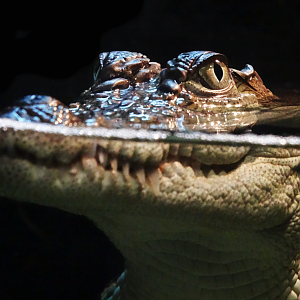 Jan. 2016 - Gator Alley - Mugger Crocodile