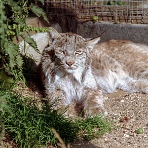 Lynx : Riber Castle : Aug 1984