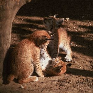 Lynx : Riber Castle : Aug 1984