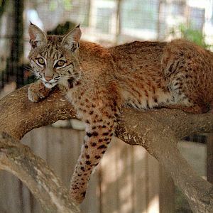 Bobcat : Riber Castle : Aug 1984