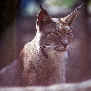 Lynx : Riber Castle : Aug 1984