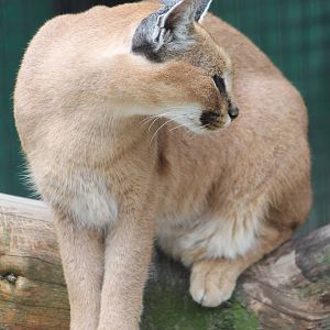 Caracal