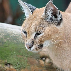 Caracal