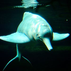 Orinoco River Dolphin