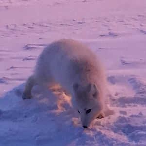 Arctic Fox - Alaska