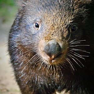 Common Wombat