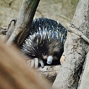 Short-beaked echidna