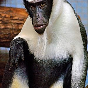 Roloway guenon