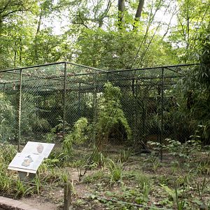 Great bittern aviary (August 2nd, 2015)
