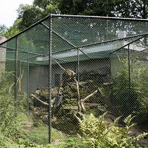Kea aviary (August 2nd, 2015)