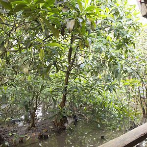 Burgers Mangrove (November 12th, 2015)