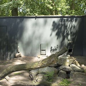 Yellow mongoose exhibit (May 23th, 2015)