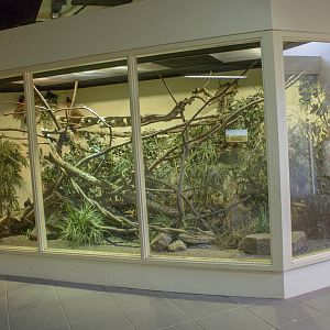 Common treeshrew exhibit (May 23th, 2015)