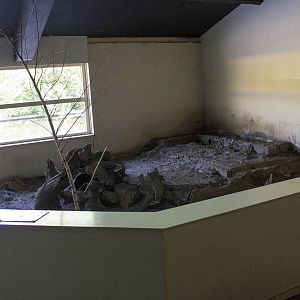 Big hairy armadillo exhibit (May 23th, 2015)