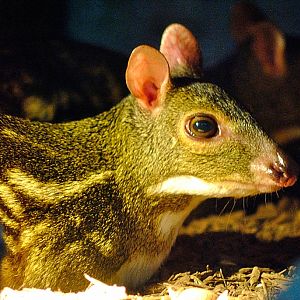 Yellow-striped chevrotain