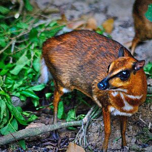 Greater mouse deer